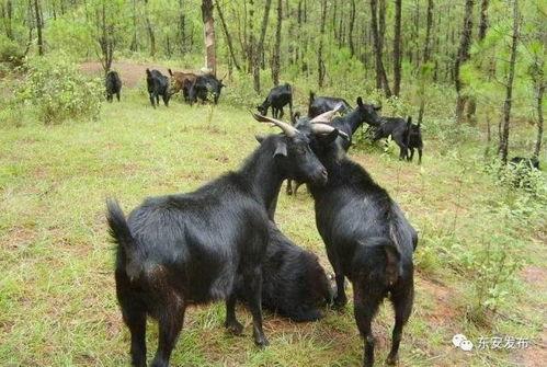 黑山羊吃棚瓜的视频,一场视觉与味觉的双重享受