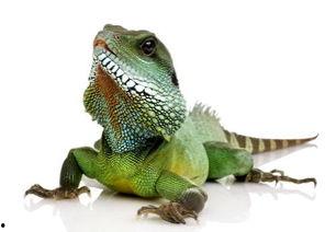 吃瓜蜥蜴视频大全,趣味横生的爬行动物瞬间