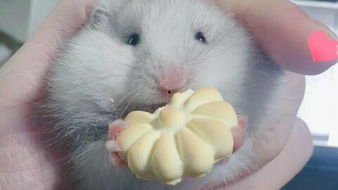 金丝熊吃蜜瓜会死吗视频,金丝熊误食蜜瓜致命真相揭秘