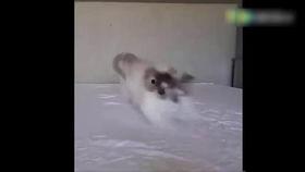 小猫吃瓜视频大全,小猫吃瓜视频大全集锦