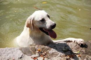 土狗狗可以吃哈密瓜吗视频,美味还是禁忌？