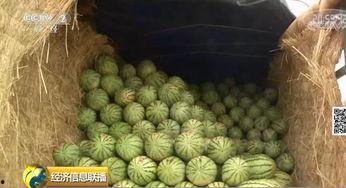 大中国吃瓜视频,揭秘各地美食背后的故事与风情