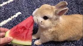 兔子会吃小瓜吗视频播放,小瓜在兔子菜单中的地位