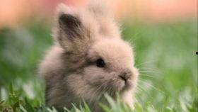 兔子会吃四季瓜吗视频教程,四季瓜在兔子食谱中的地位