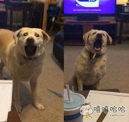 汪星人宝宝吃瓜视频,萌态十足引网友爆笑