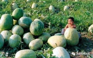 吃瓜的第二个视频,热门事件背后的真相与内幕