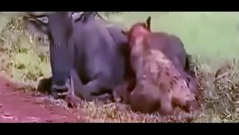 小狮子吃瓜视频,揭秘动物界的“八卦”时刻