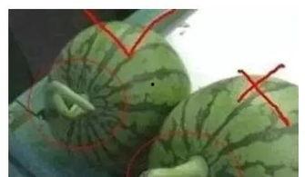 西瓜条吃瓜视频,揭秘夏日消暑美食新潮流