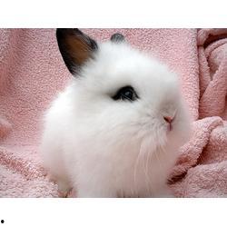 宠物兔吃瓜视频下载大全,下载大全带你重温萌宠日常