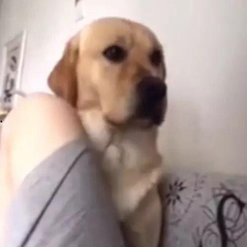 吃瓜拉布拉多打架视频在线观看,吃瓜群众在线观看