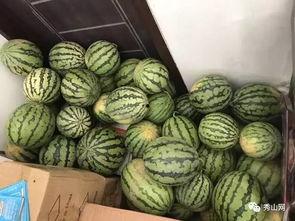 松溪吃瓜比赛视频播放,一场速度与口感的较量