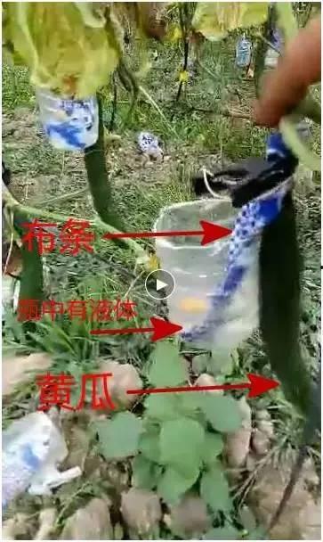 饿不死吃瓜的视频,揭秘网络红人的美食与娱乐生活