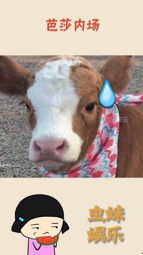 抖音超萌吃瓜视频,萌态百出笑翻天！