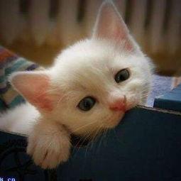 喵咪吃瓜视频素材无水印,萌态十足，无水印视频素材大盘点