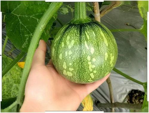 小吊瓜能经常吃吗视频,适量享用，健康生活