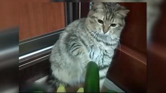 小猫吃瓜围观视频大全播放