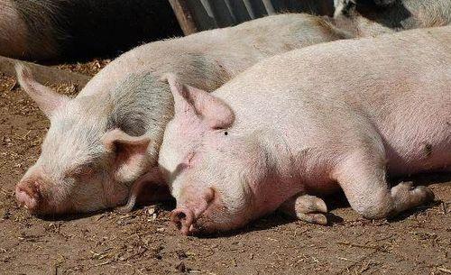 喂猪吃瓜的视频大全下载,喂猪吃瓜视频大全趣味盘点