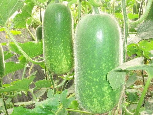 带你吃大瓜的拆箱视频,一探究竟！