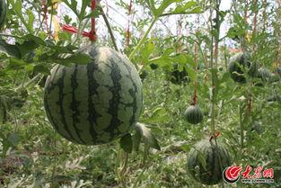 济阳吃瓜事件视频,一场网络热议背后的真相揭秘