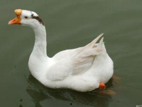 鸭鹅吃生瓜吗会死吗视频,生死攸关的真相