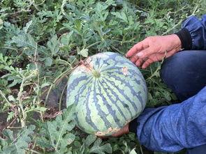 西瓜死藤瓜可以吃吗视频,揭秘能否食用的真相