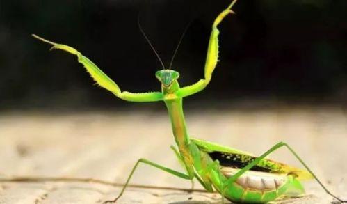 螳螂会吃秋瓜吗视频,揭秘捕食者与猎物间的奇妙关系