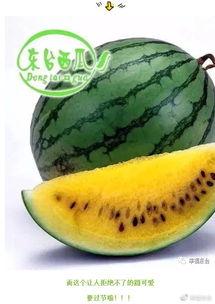 东台吃瓜事件真相揭秘视频,揭秘背后真相与争议