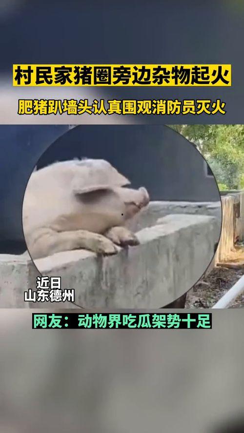 动物吃瓜群众的真实视频