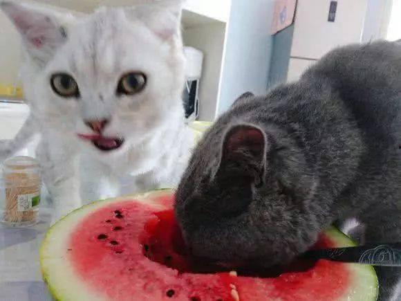 吃瓜猫视频素材库在哪,海量素材,轻松打造精彩视频 第3张 吃瓜猫视频素材库在哪,海量素材,轻松打造精彩视频 第3张