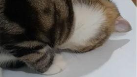 胖猫吃瓜视频无码