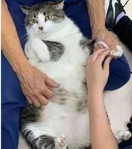 胖猫吃瓜视频无码 第2张 胖猫吃瓜视频无码 第2张