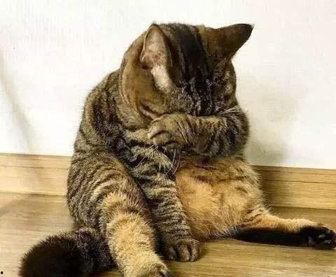 胖猫吃瓜视频无码 第3张 胖猫吃瓜视频无码 第3张