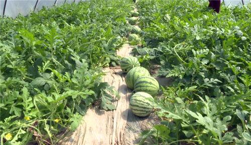 鹿泉最新吃瓜事件视频,视频揭秘惊人真相！  第3张