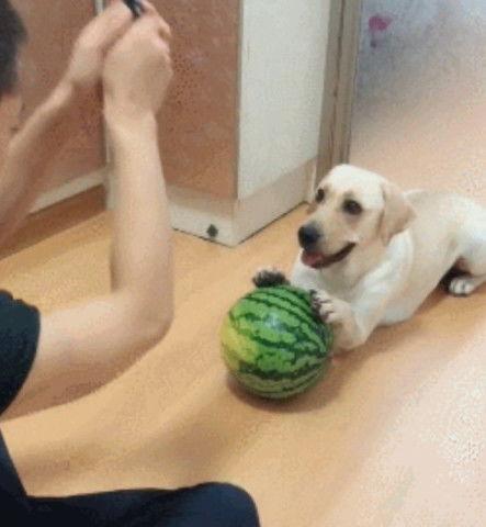 机智吃瓜最重要视频,揭秘热门视频背后的真相与笑料  第2张