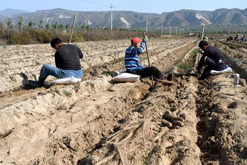 黄河滩吃瓜事件视频下载,一场引发热议的网络视频风波 第2张 黄河滩吃瓜事件视频下载,一场引发热议的网络视频风波 第2张