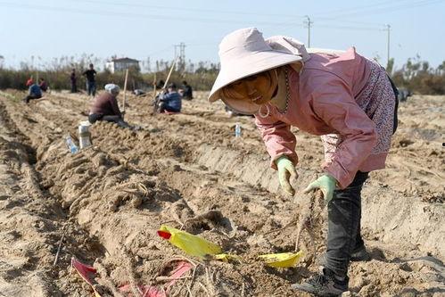 黄河滩吃瓜事件视频下载,一场引发热议的网络视频风波 第3张 黄河滩吃瓜事件视频下载,一场引发热议的网络视频风波 第3张