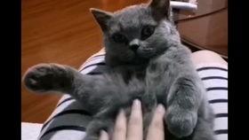 蓝猫吃瓜视频在线观看网站,揭秘热门视频网站，畅享在线观看新体验