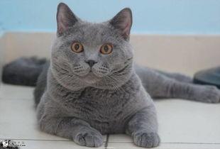 蓝猫吃瓜视频在线观看网站,揭秘热门视频网站,畅享在线观看新体验 第2张 蓝猫吃瓜视频在线观看网站,揭秘热门视频网站,畅享在线观看新体验 第2张