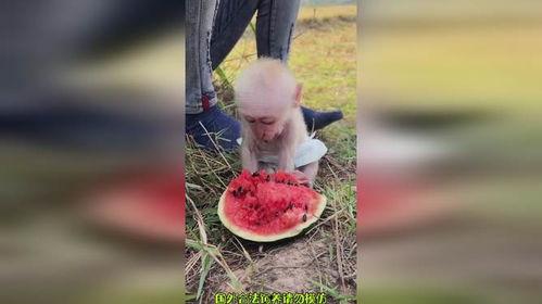 看搞笑吃瓜西瓜视频,笑料百出!西瓜视频带你吃瓜狂欢 第3张 看搞笑吃瓜西瓜视频,笑料百出!西瓜视频带你吃瓜狂欢 第3张