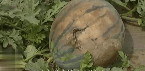 吃土瓜的视频大全集 第3张 吃土瓜的视频大全集 第3张