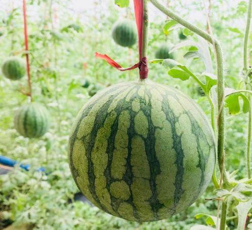 北湖吃瓜事情真相视频大全,真相视频大盘点 第2张 北湖吃瓜事情真相视频大全,真相视频大盘点 第2张