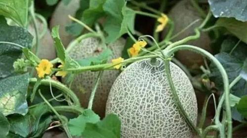 新疆网红吃瓜视频大全,趣味横生，笑料百出