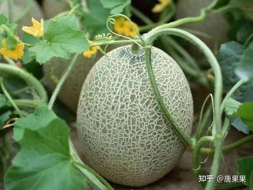 新疆网红吃瓜视频大全,趣味横生，笑料百出  第2张