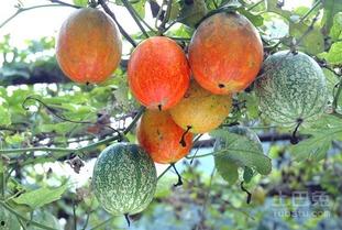 吊瓜为啥要吊着吃呢视频,为何要吊着享用？  第3张