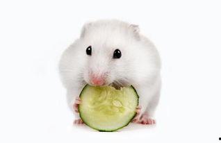 小仓鼠哈密瓜可以吃吗视频,健康美味两不误
