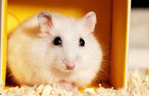 小仓鼠哈密瓜可以吃吗视频,健康美味两不误  第2张