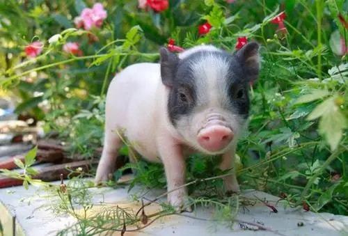 小香猪吃瓜的视频,萌态十足引网友爆笑