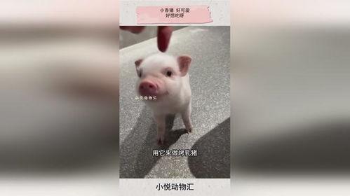 小香猪吃瓜的视频,萌态十足引网友爆笑  第2张