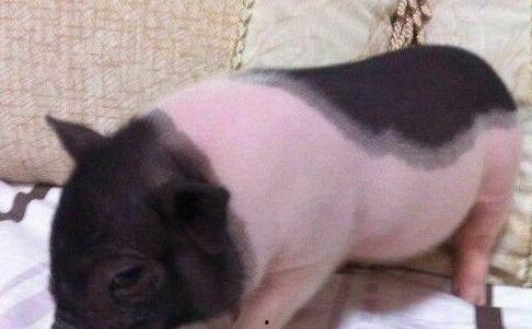 小香猪吃瓜的视频,萌态十足引网友爆笑  第3张