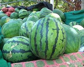 吃瓜365怎样看视频,轻松看视频，畅享娱乐盛宴